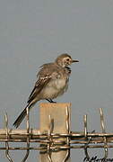 White Wagtail