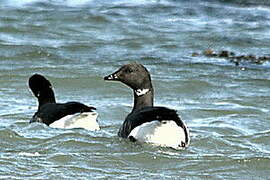 Brant Goose