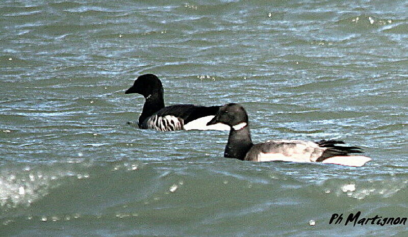 Brant Goose