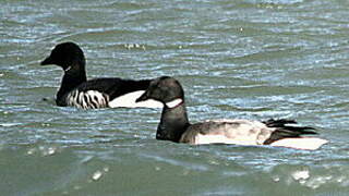 Brant Goose