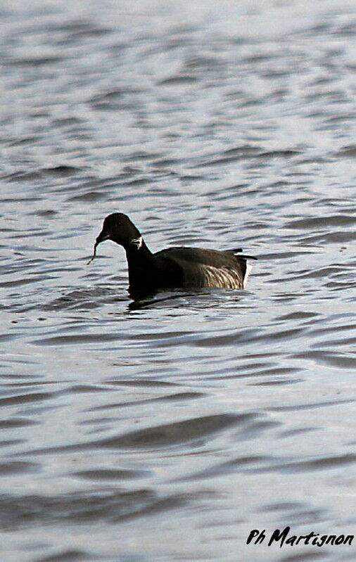 Brant Goose