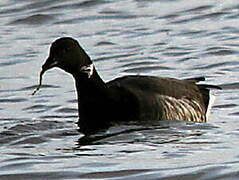 Brant Goose