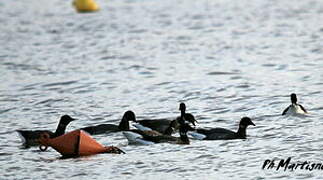 Brant Goose