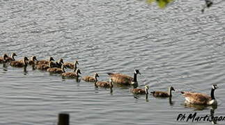 Canada Goose