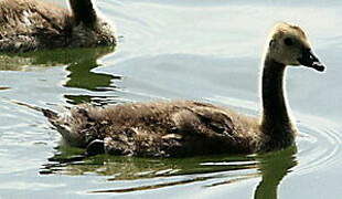 Canada Goose