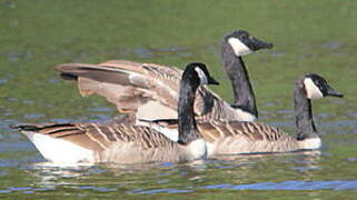 Canada Goose