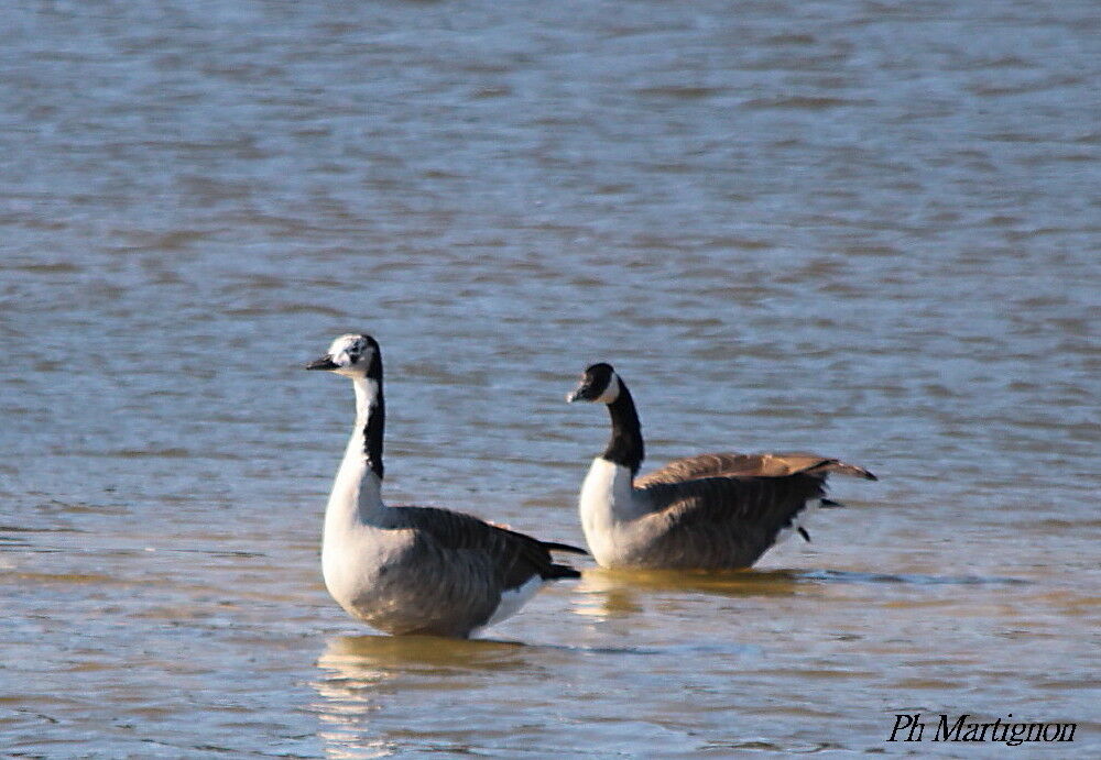 Canada Goose