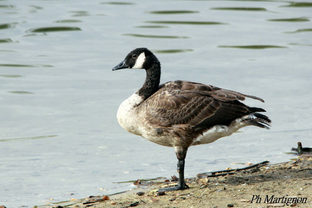 Canada Goose, identification