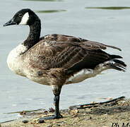 Canada Goose