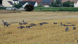 Canada Goose