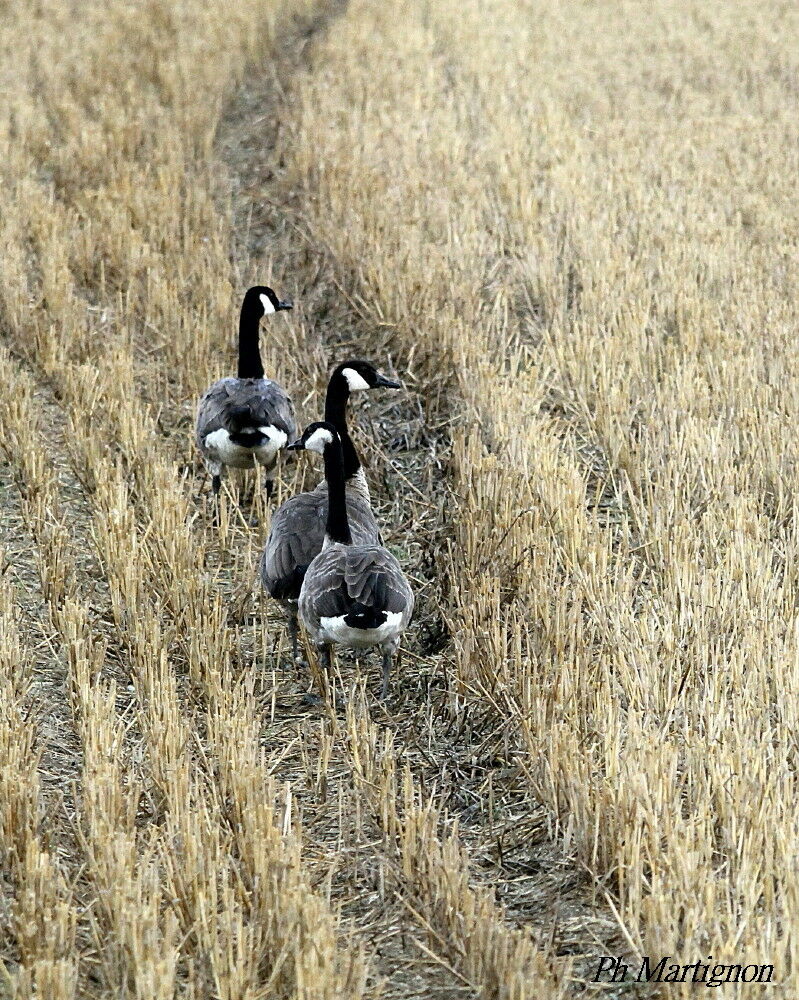 Canada Goose, walking