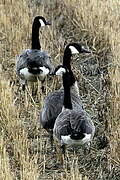 Canada Goose