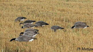 Canada Goose