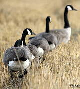 Canada Goose