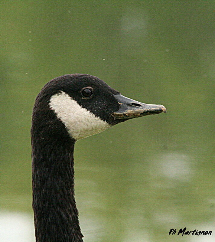 Canada Goose, identification