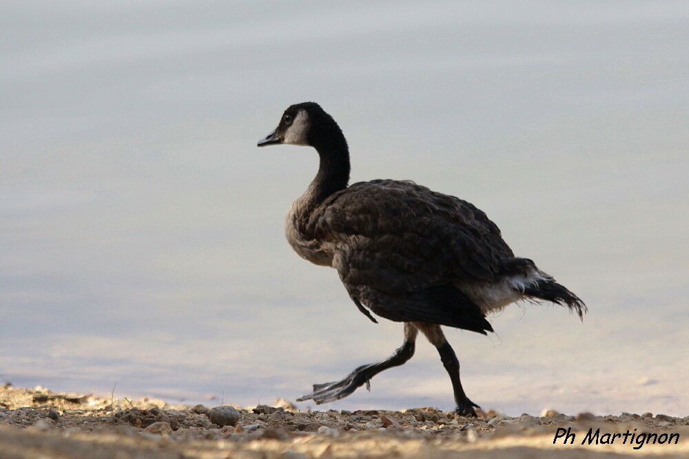 Canada Goose, identification