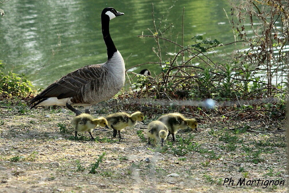 Canada Goose