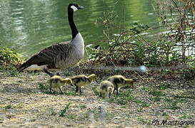 Canada Goose