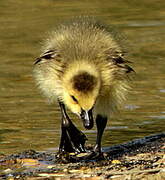 Canada Goose