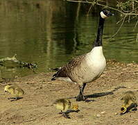 Canada Goose