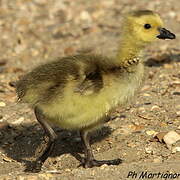 Canada Goose