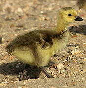 Canada Goose