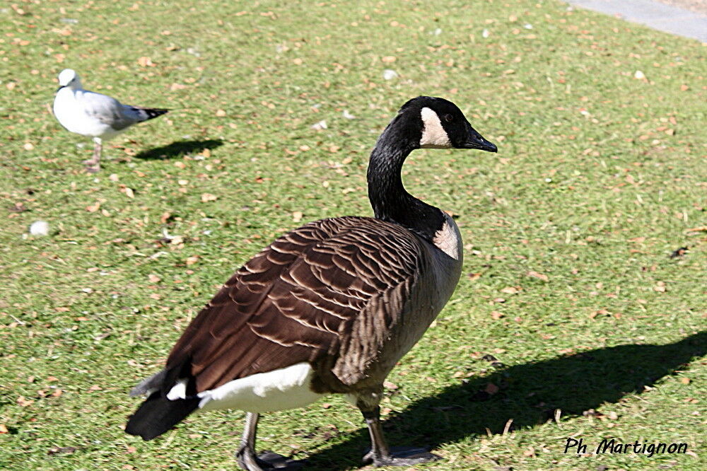 Bernache du Canada, identification