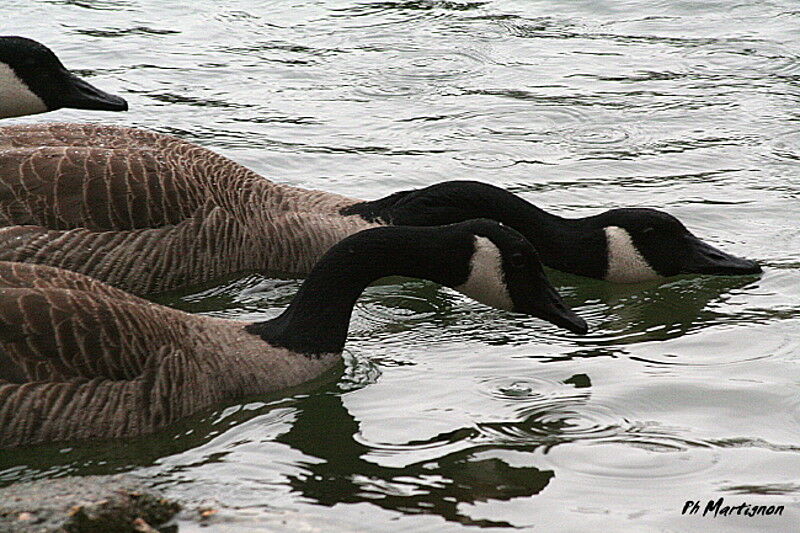 Canada Goose, Behaviour