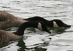 Canada Goose