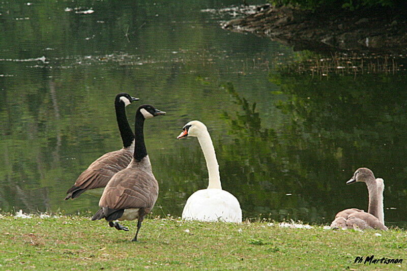 Canada Goose, identification