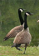 Canada Goose