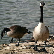 Canada Goose