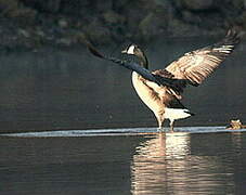 Canada Goose