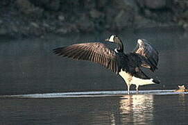 Canada Goose