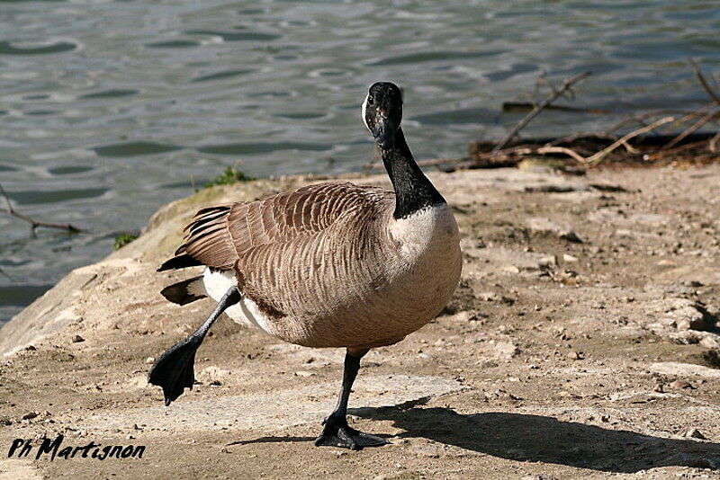 Canada Goose