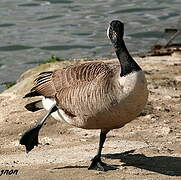 Canada Goose