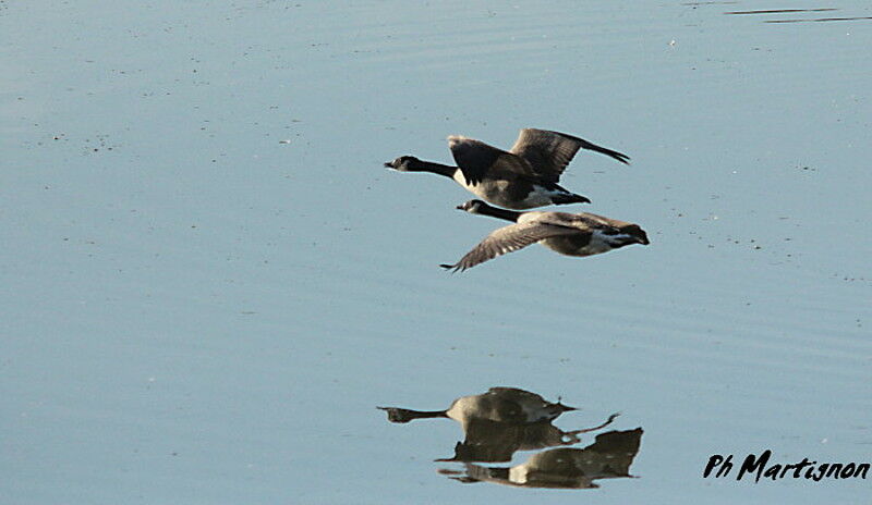 Canada Goose