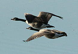 Canada Goose