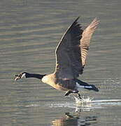 Canada Goose