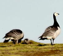 Barnacle Goose