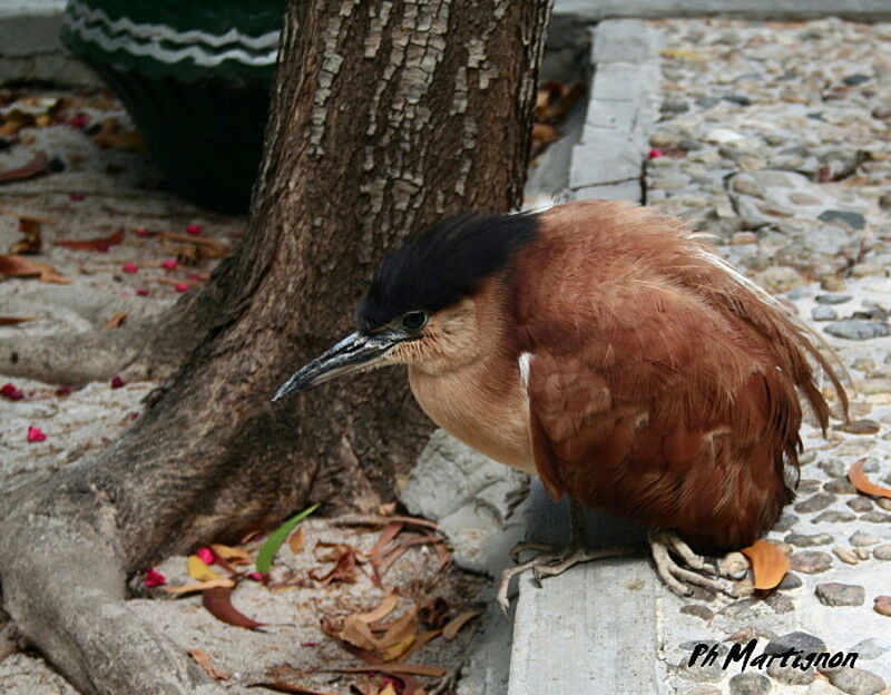 Nankeen Night Heron, identification