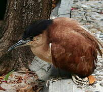 Nankeen Night Heron