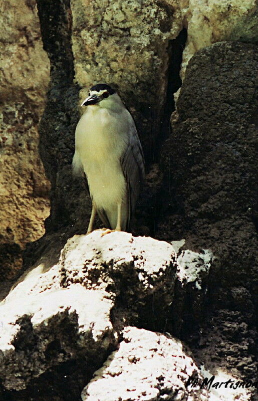 Black-crowned Night Heron, identification