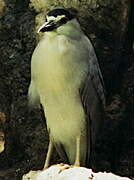 Black-crowned Night Heron