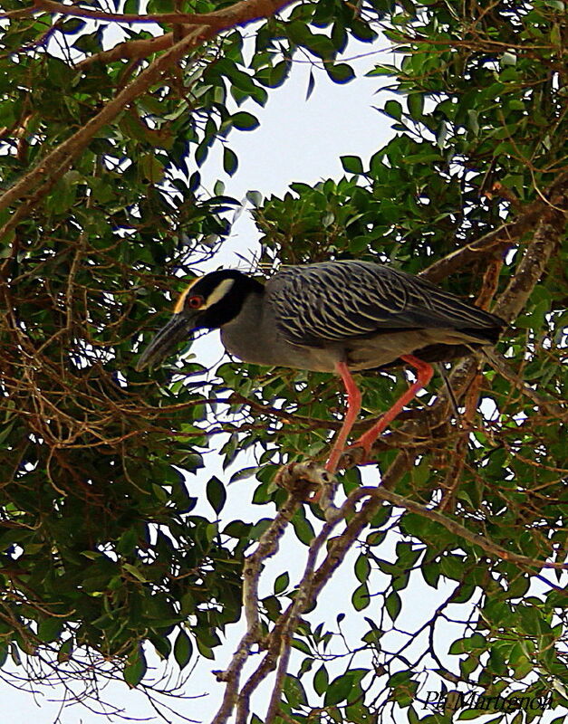 Yellow-crowned Night Heron, identification
