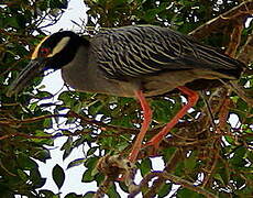 Yellow-crowned Night Heron