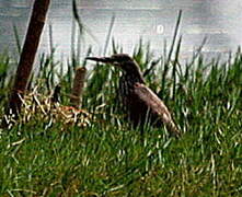 Black Bittern