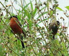 Eurasian Bullfinch