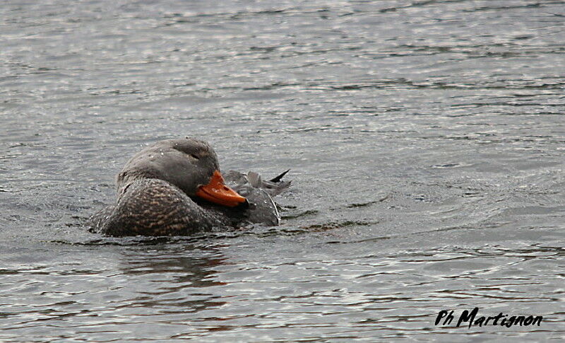 Fuegian Steamer Duck