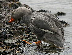 Fuegian Steamer Duck